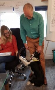 All Med Pro Dog